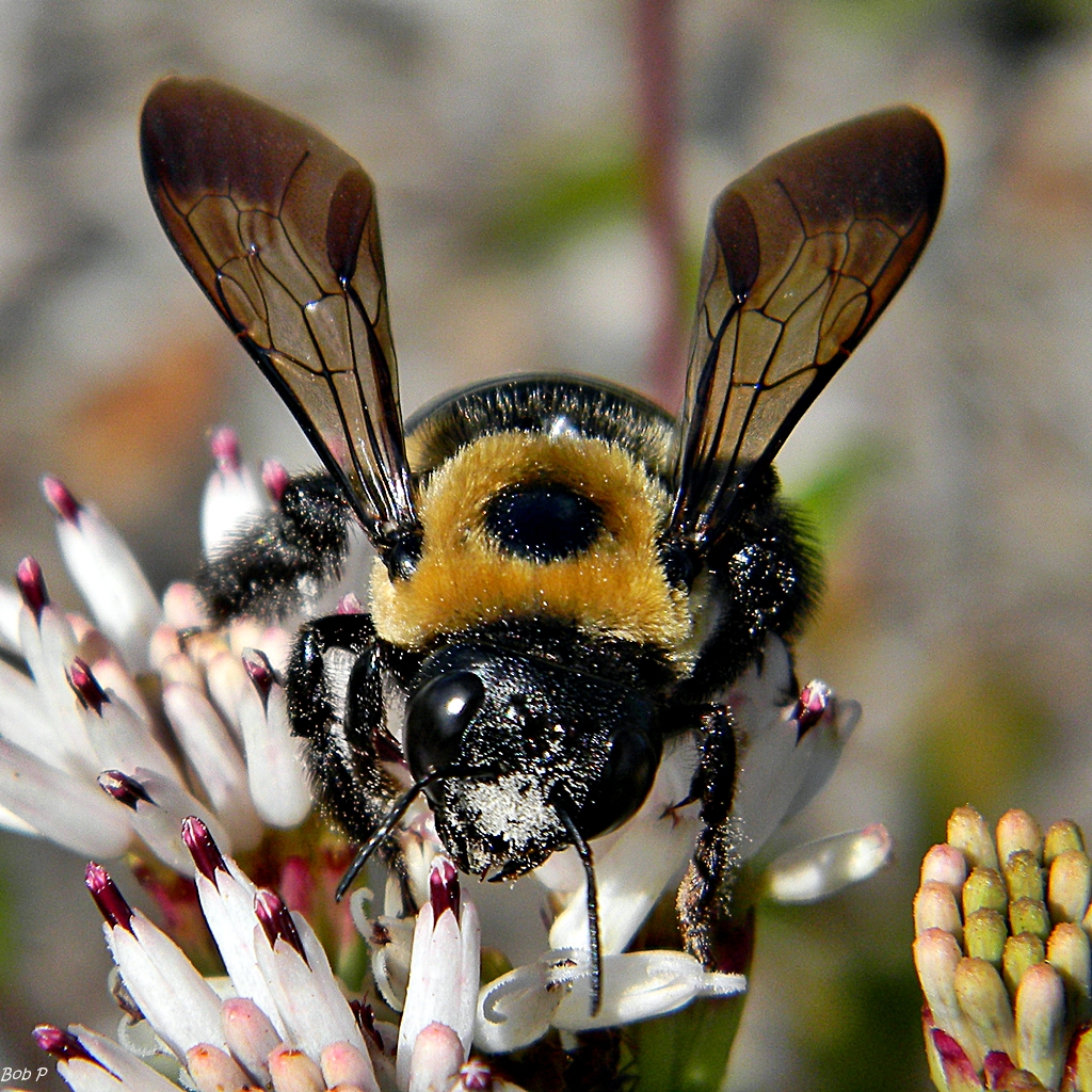 Eastern Carpenter Bee on a flower